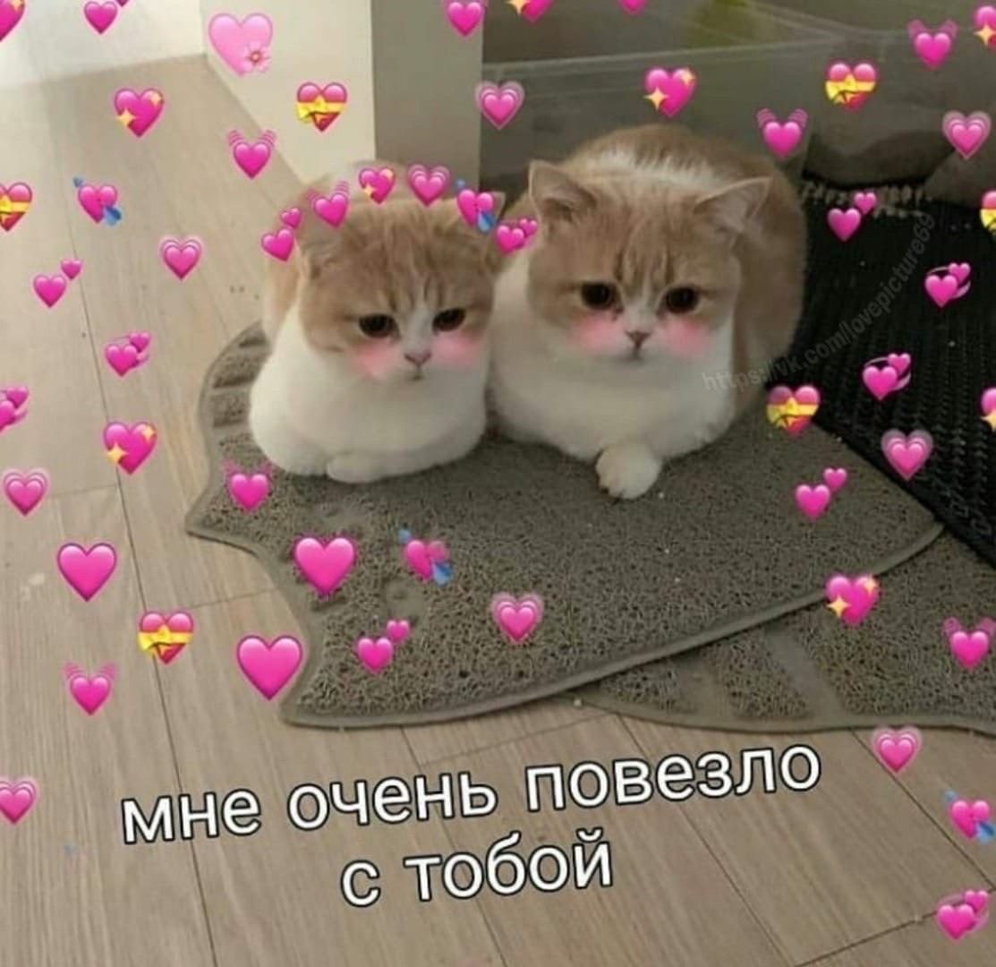 Котик 3